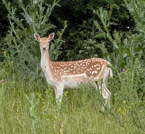 Damwild Einzelnes junges Damwild Reh