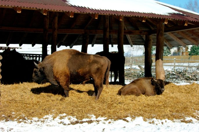 Bison Bison Unterstand
