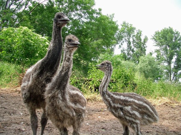 Emu Drei Emu Küken auf der Weide