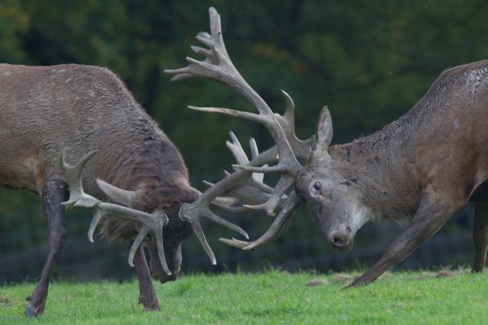 Rotwild Zwei Hirsche im Brunftverhalten