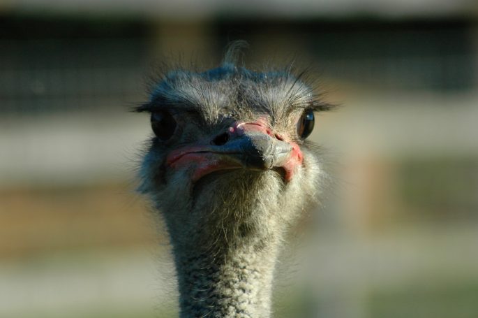 Vogelstrauß Vogelstrauß Kopf